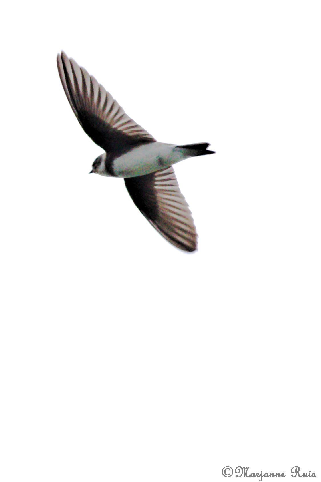 Vogeltjes kijken deel 2