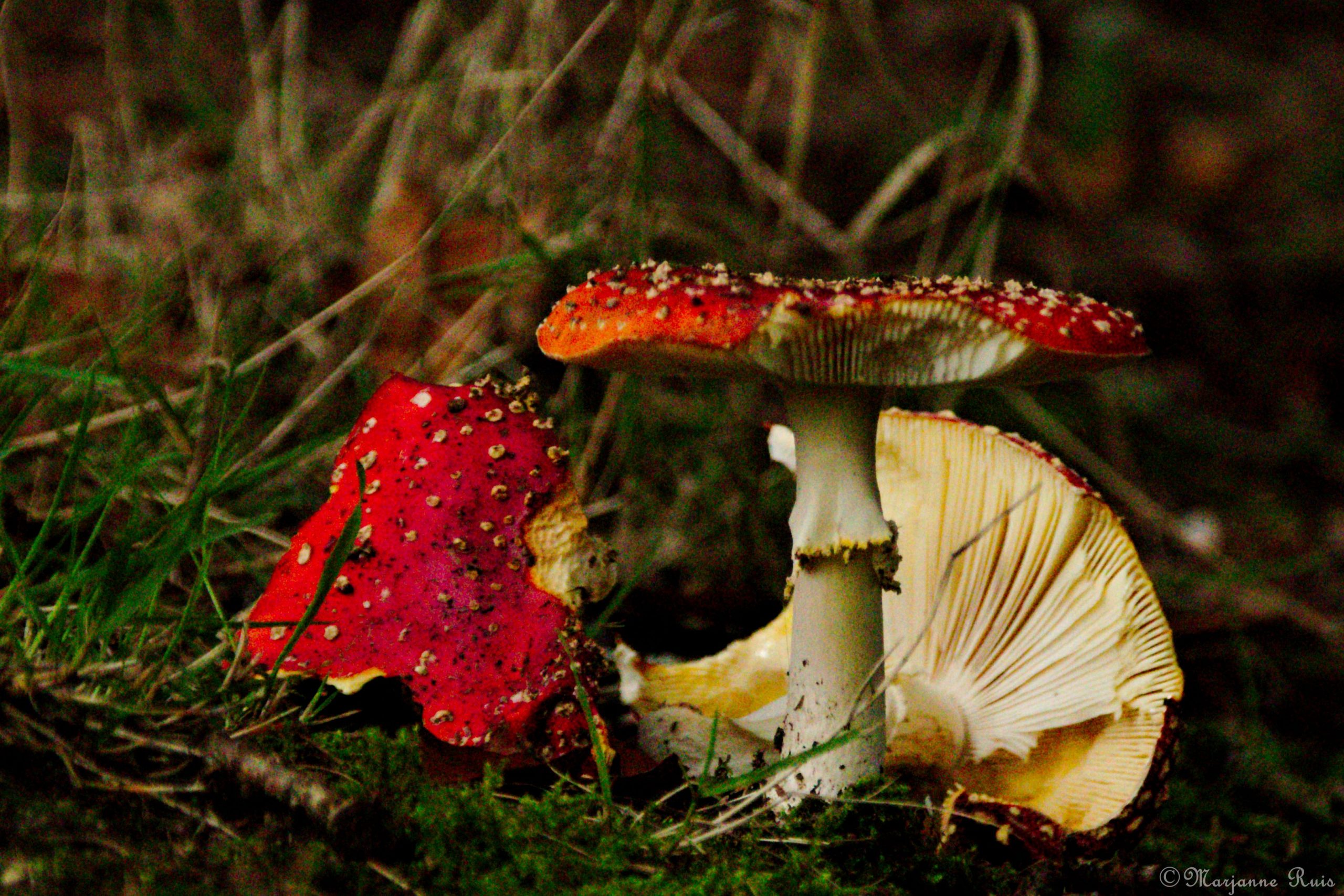 Herfstwandelingen
