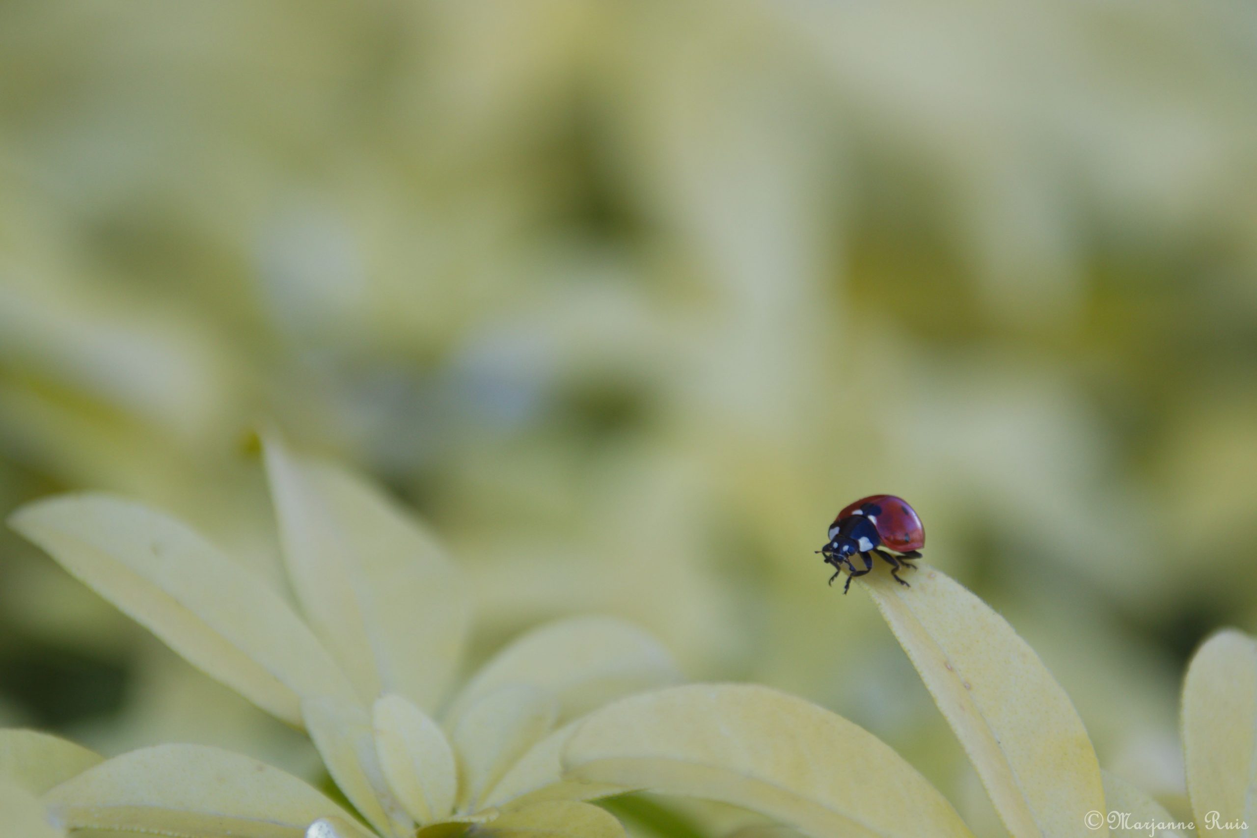 Lente