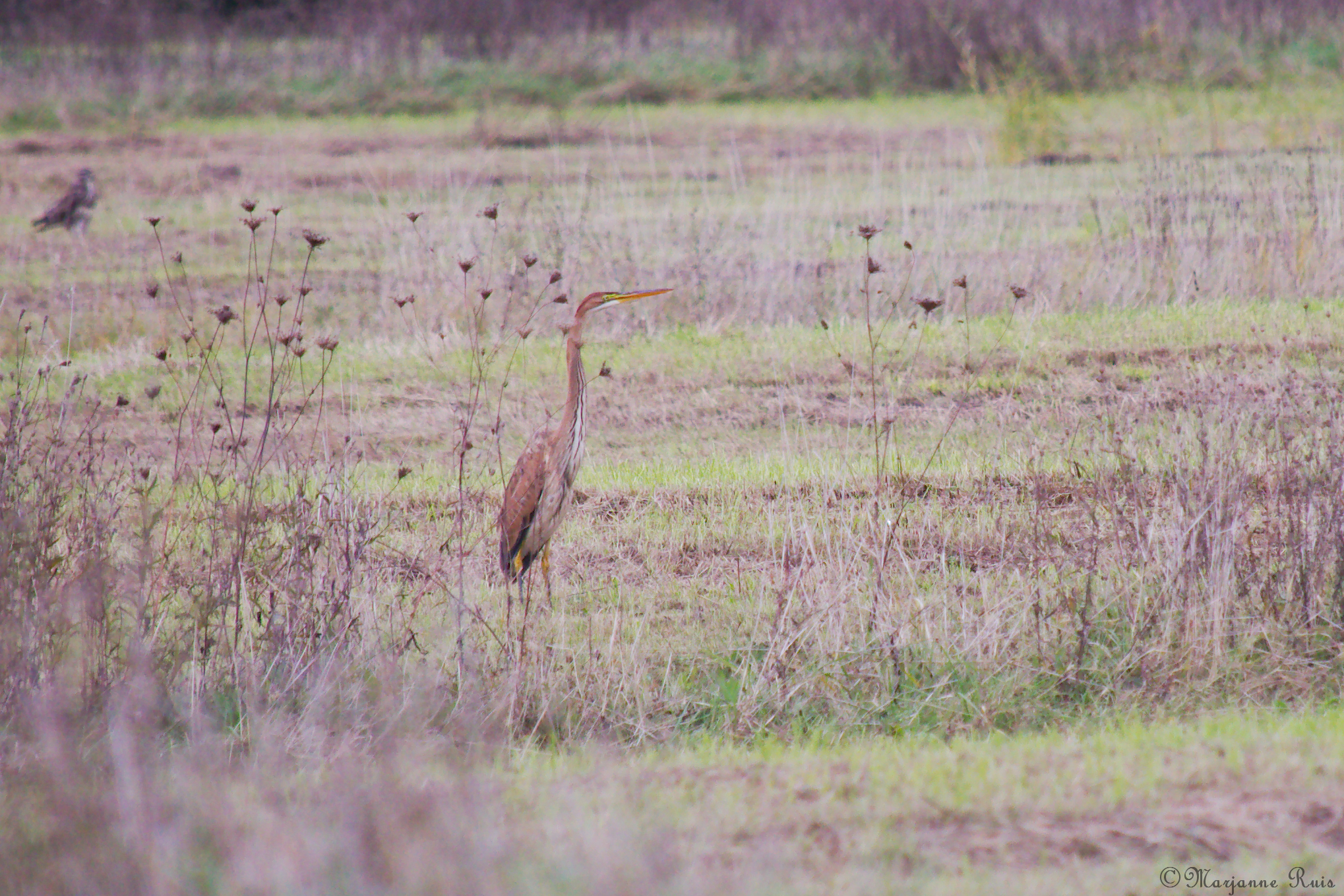 De reiger